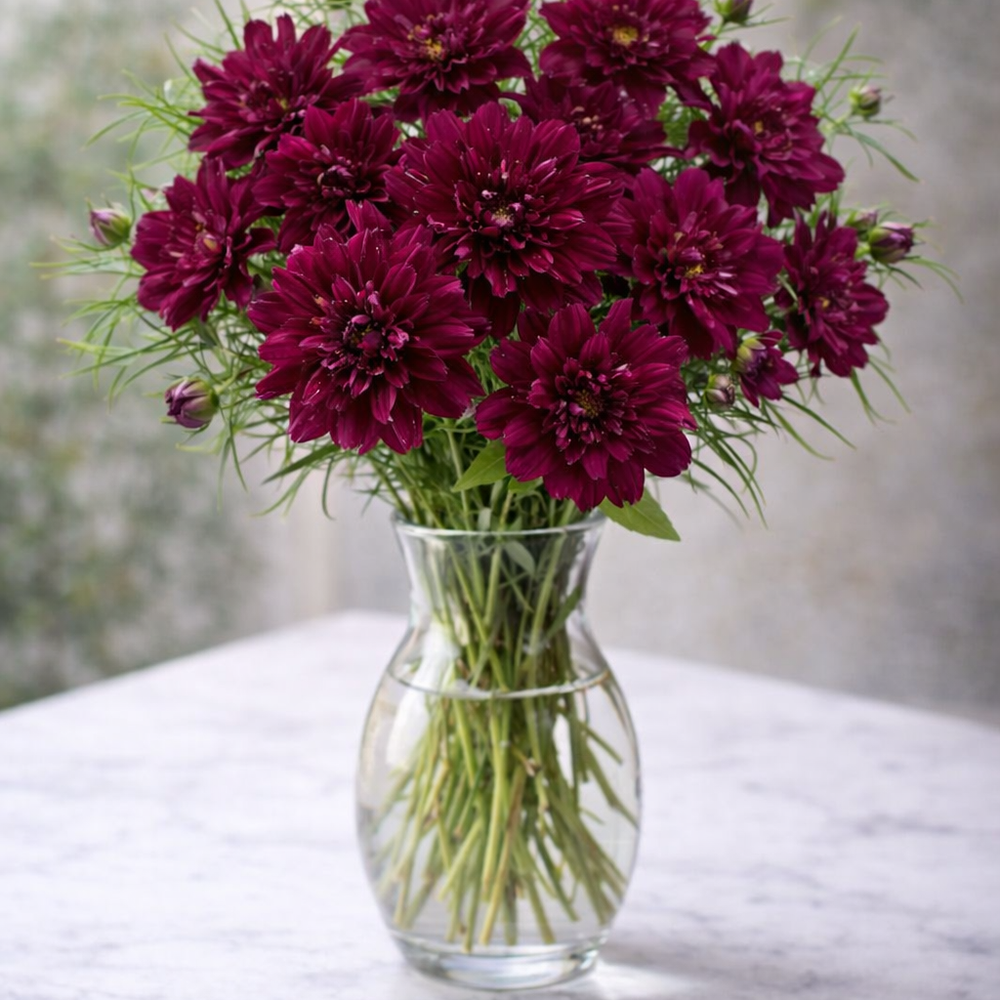 Cosmos ‘Cranberries’ – Flower Starter Plant