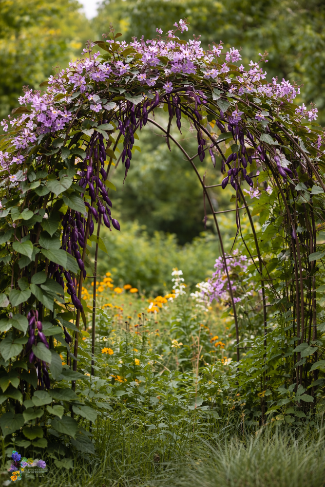 Moonshadow Hyacinth Bean – Flower & Edible Starter Plant