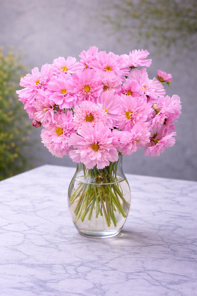 Cosmos ‘Rose Bon Bon’ – Flower Starter Plant
