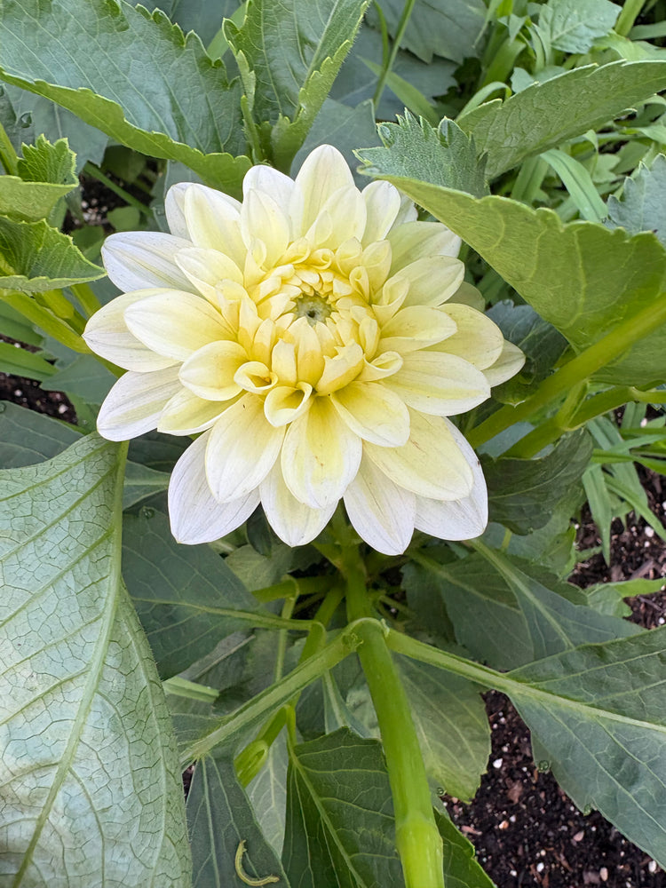 Lee’s Primrose Darling