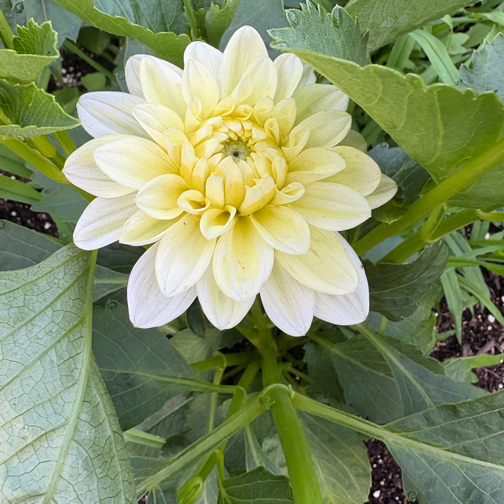 Lee’s Primrose Darling