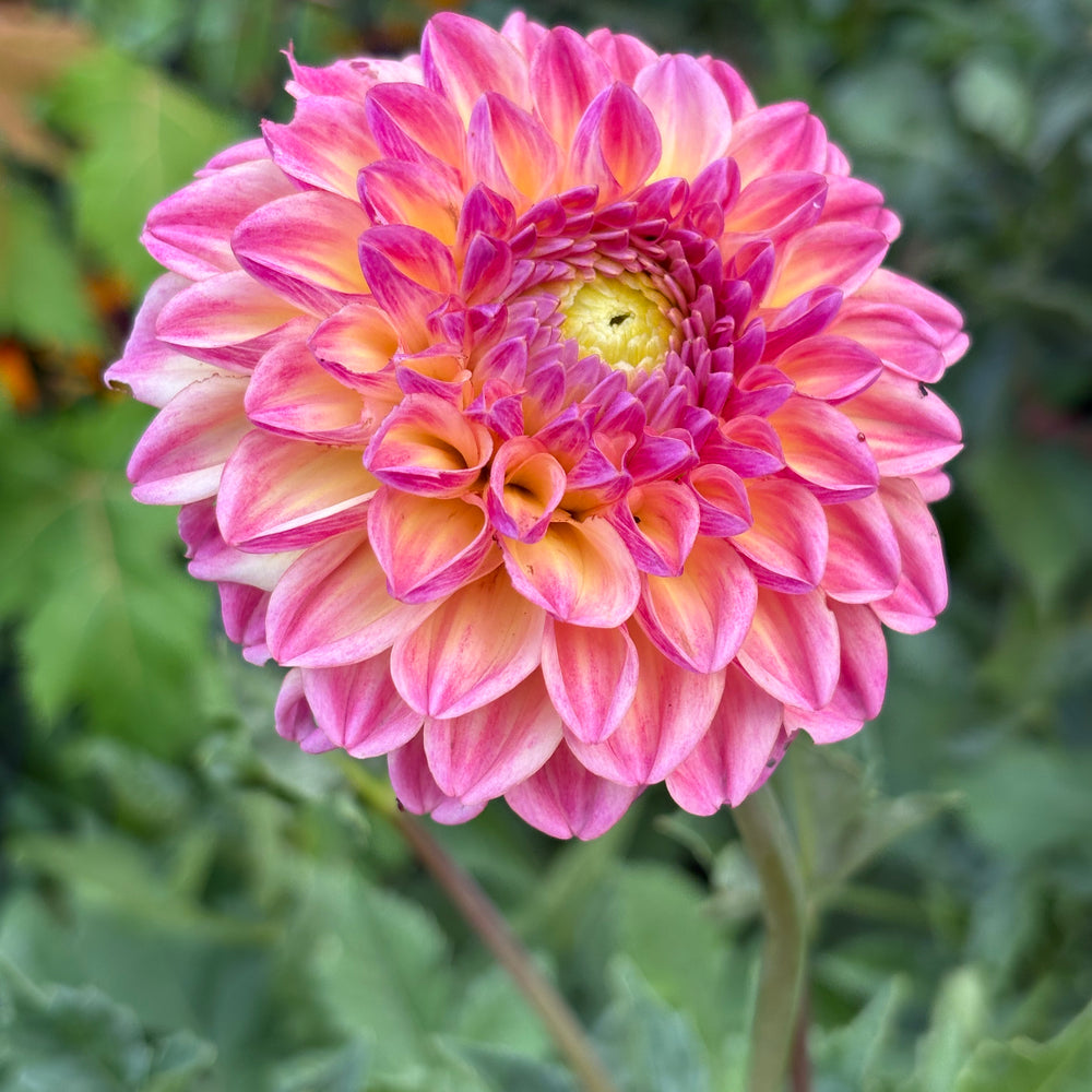 Florelie Harmony