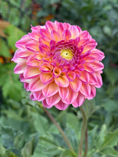 Florelie Harmony