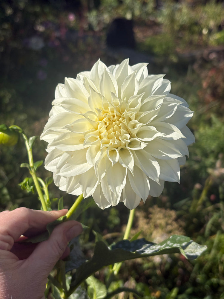Florelie Whipped Cream