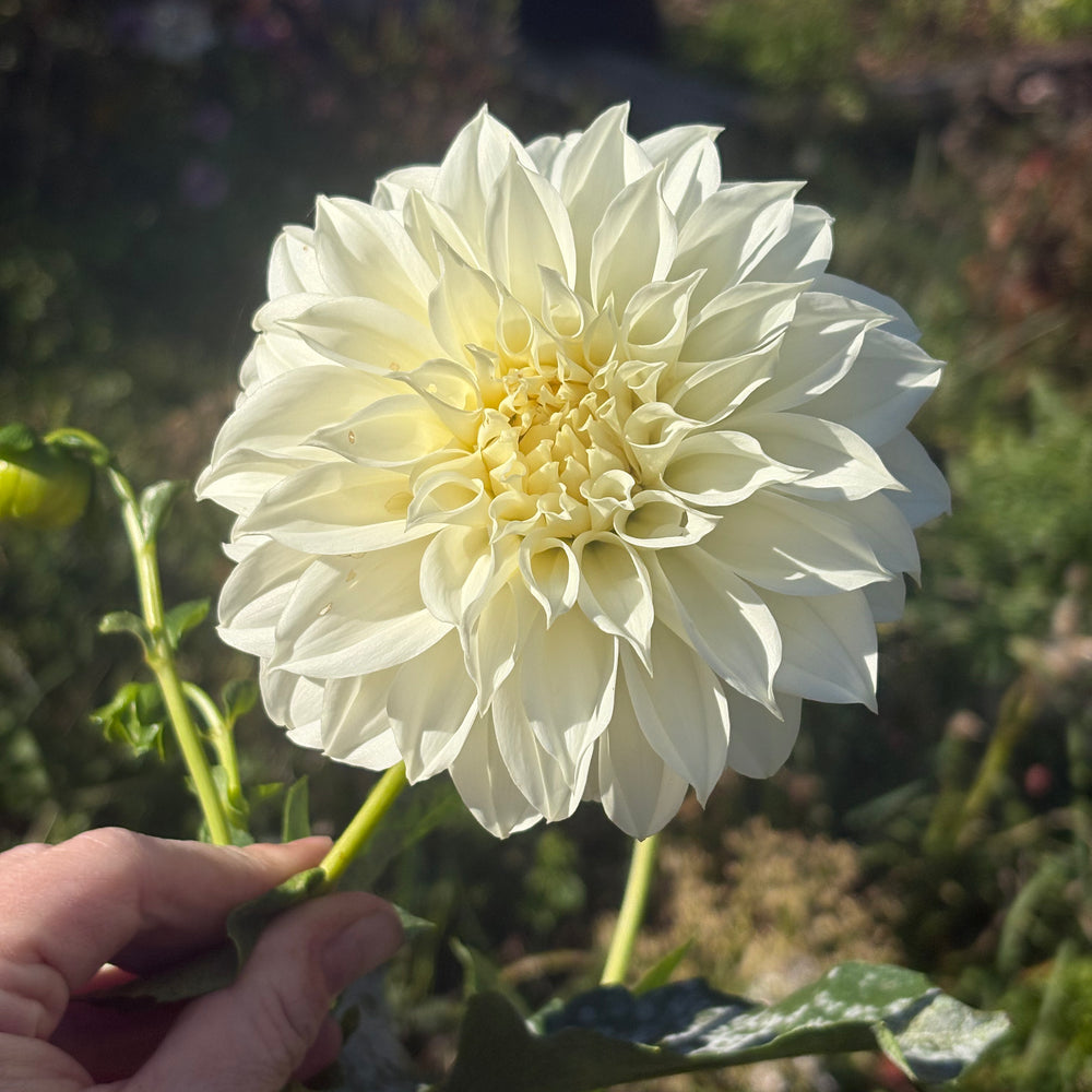 Florelie Whipped Cream