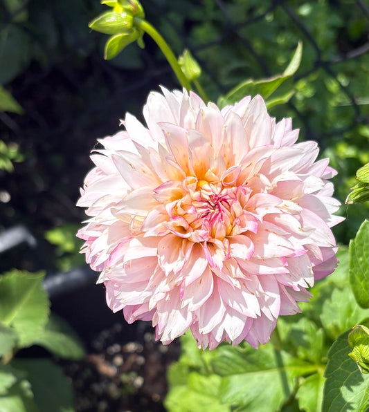 Hollyhill Pinkie - Dahlia Tuber