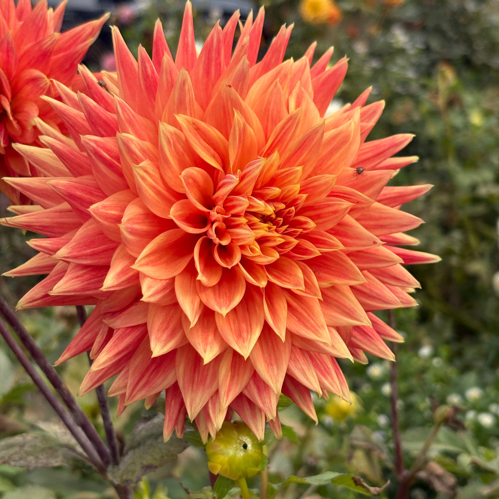AC Alysia dahlia grown by Petrolia Bloom Co. in Petrolia, Ontario