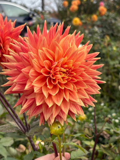 AC Alysia dahlia grown by Petrolia Bloom Co. in Petrolia, Ontario