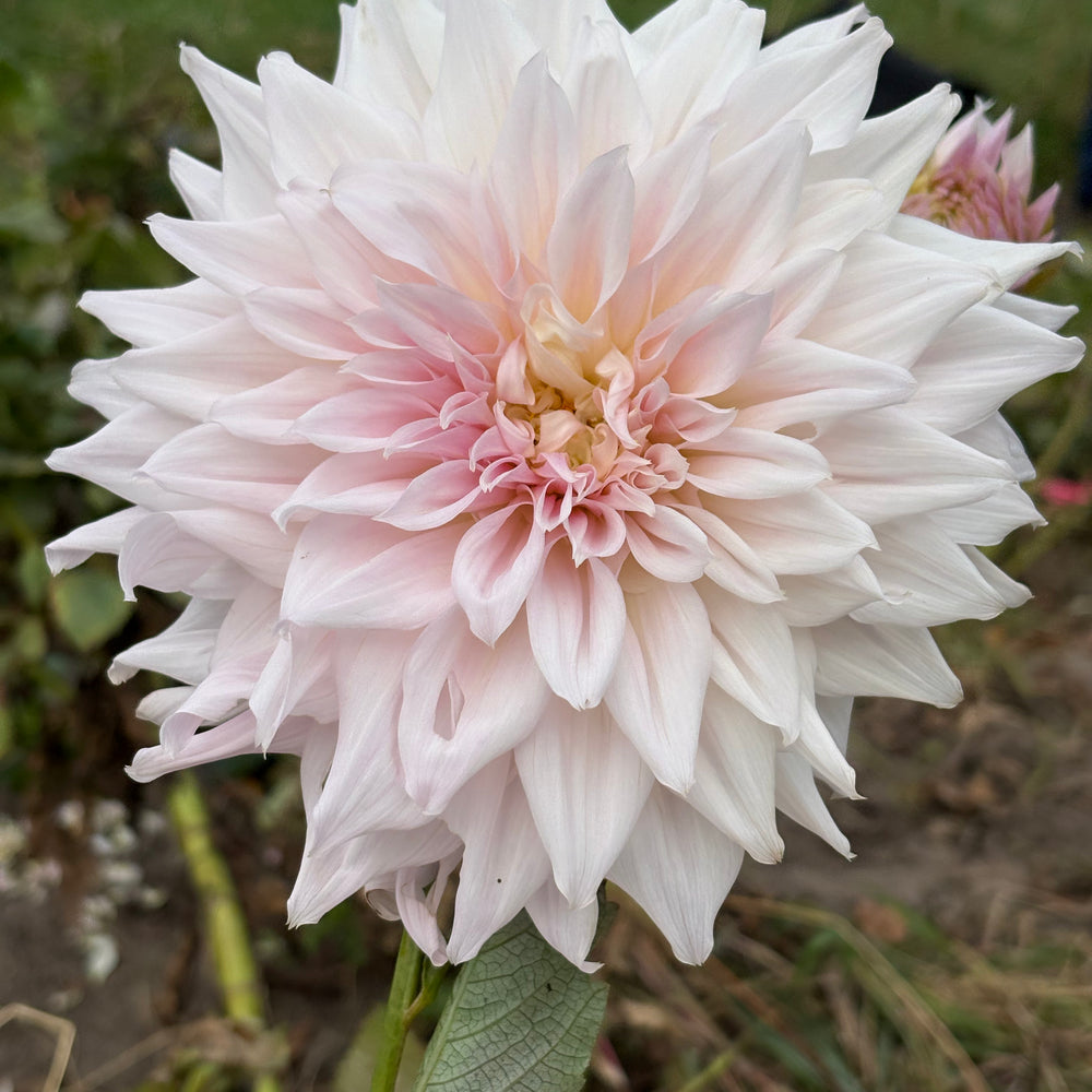 Shiloh Noelle dahlia grown by Petrolia Bloom Co. in Petrolia, Ontario