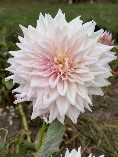 Shiloh Noelle dahlia grown by Petrolia Bloom Co. in Petrolia, Ontario