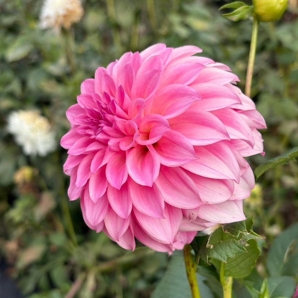 River's Bubblegum dahlia grown by Petrolia Bloom Co. in Petrolia, Ontario