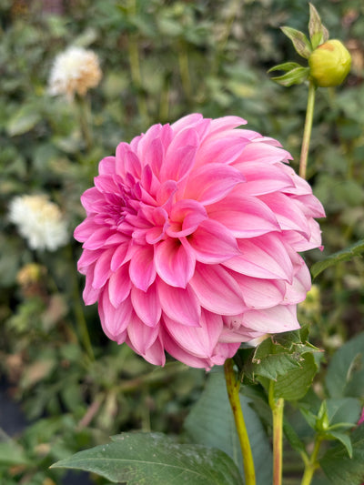 River's Bubblegum dahlia grown by Petrolia Bloom Co. in Petrolia, Ontario