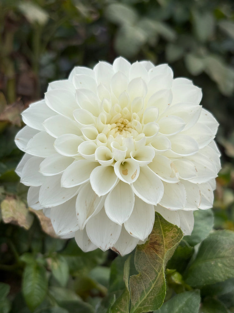 Hillcrest Amour dahlia grown by Petrolia Bloom Co. in Petrolia, Ontario