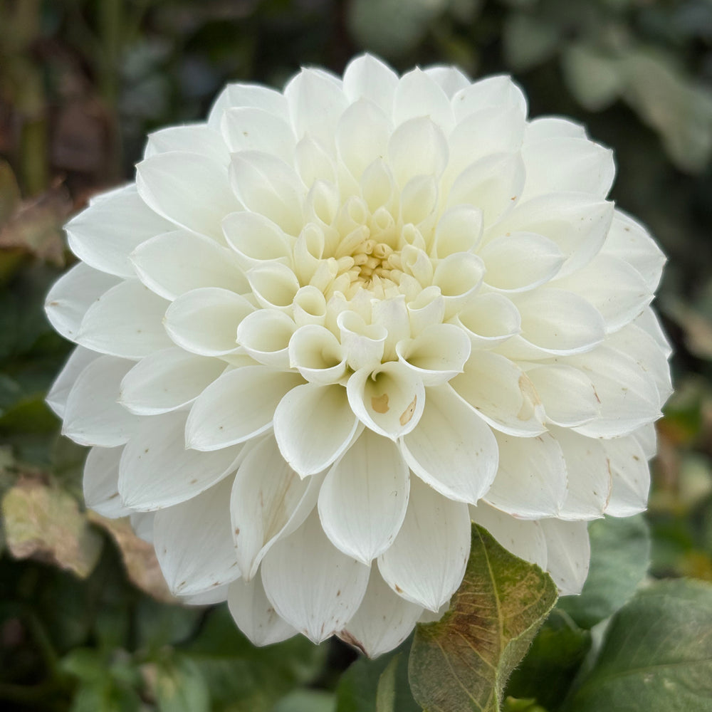 Hillcrest Amour dahlia grown by Petrolia Bloom Co. in Petrolia, Ontario