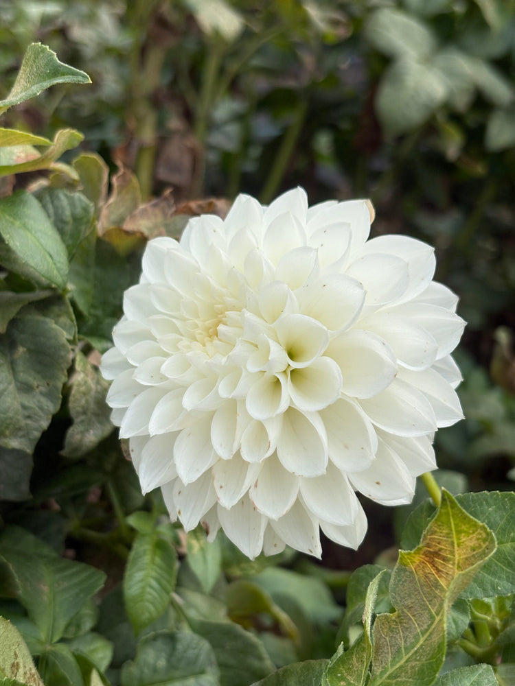 Hillcrest Amour dahlia grown by Petrolia Bloom Co. in Petrolia, Ontario
