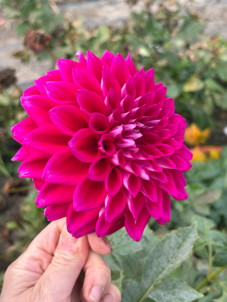 AC Cowlitz dahlia grown by Petrolia Bloom Co. in Petrolia, Ontario