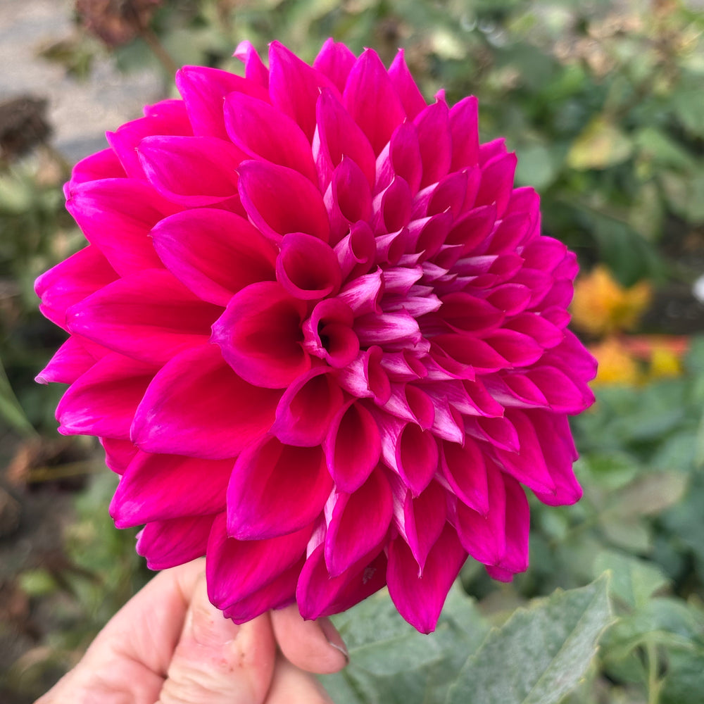 AC Cowlitz dahlia grown by Petrolia Bloom Co. in Petrolia, Ontario
