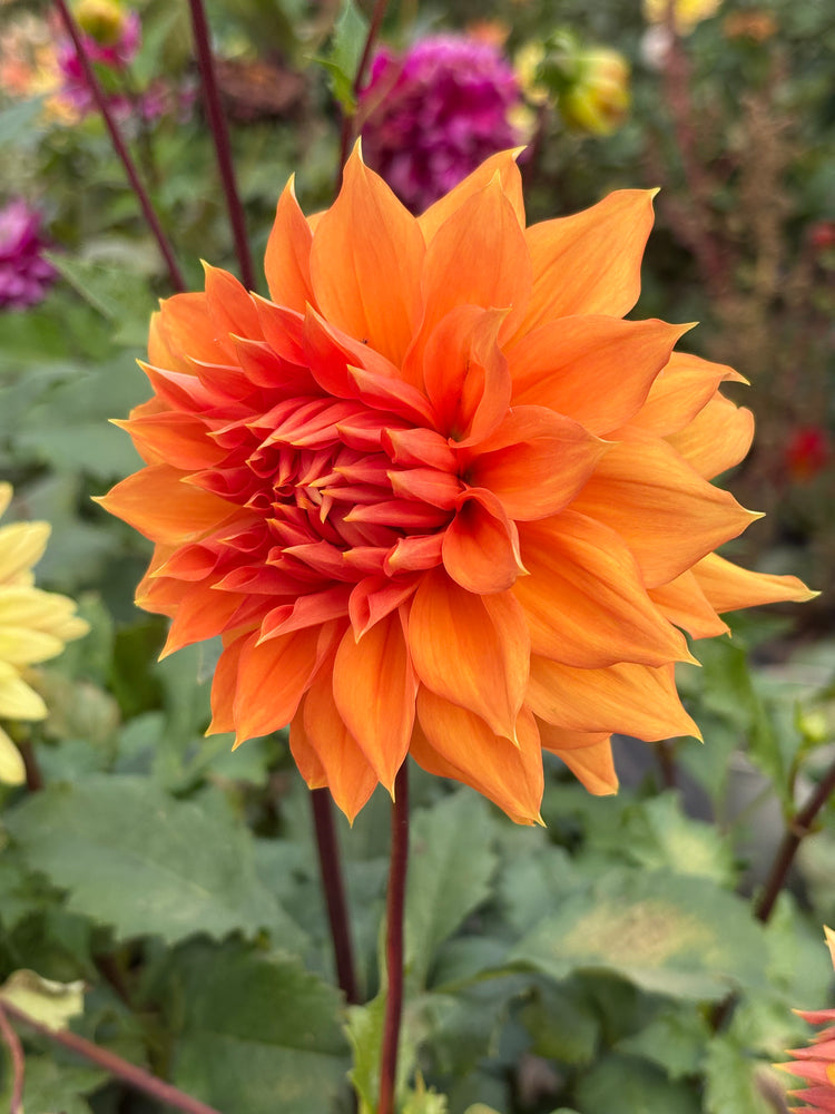 Hollyhill Gladiator dahlia grown by Petrolia Bloom Co. in Petrolia, Ontario