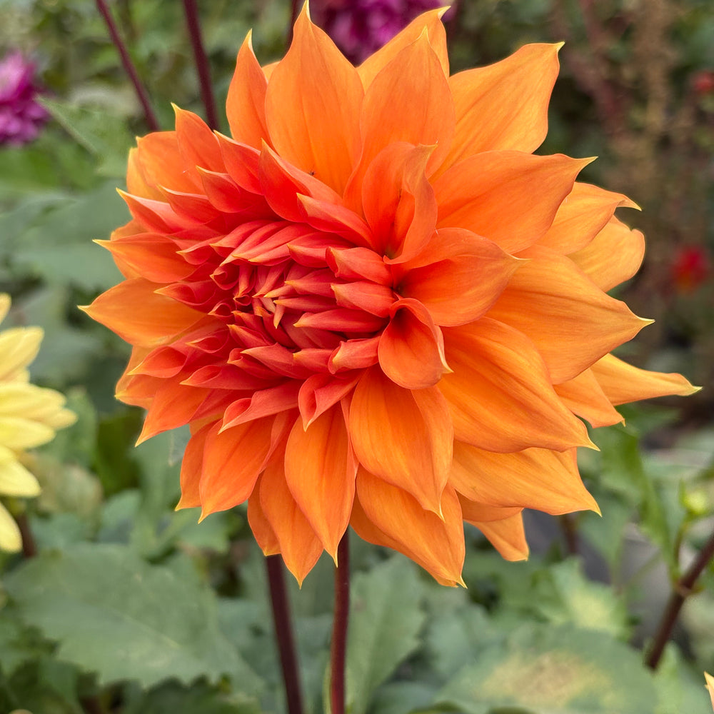 Hollyhill Gladiator dahlia grown by Petrolia Bloom Co. in Petrolia, Ontario