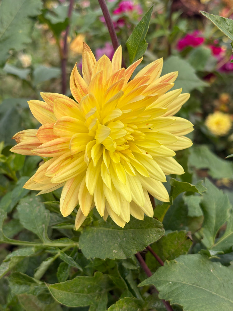 Hollyhill Art W dahlia grown by Petrolia Bloom Co. in Petrolia, Ontario