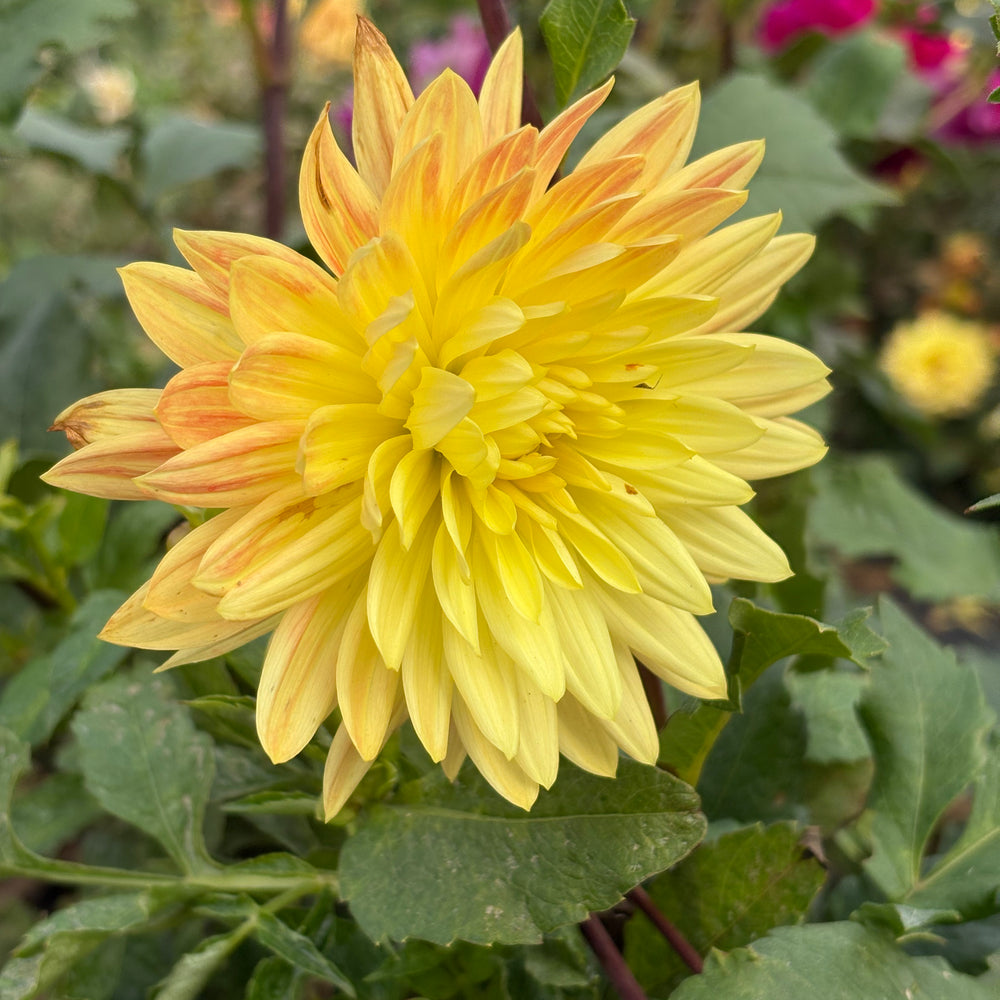 Hollyhill Art W dahlia grown by Petrolia Bloom Co. in Petrolia, Ontario