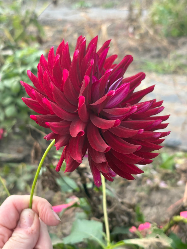 Hollyhill Black Beauty dahlia grown by Petrolia Bloom Co. in Petrolia, Ontario