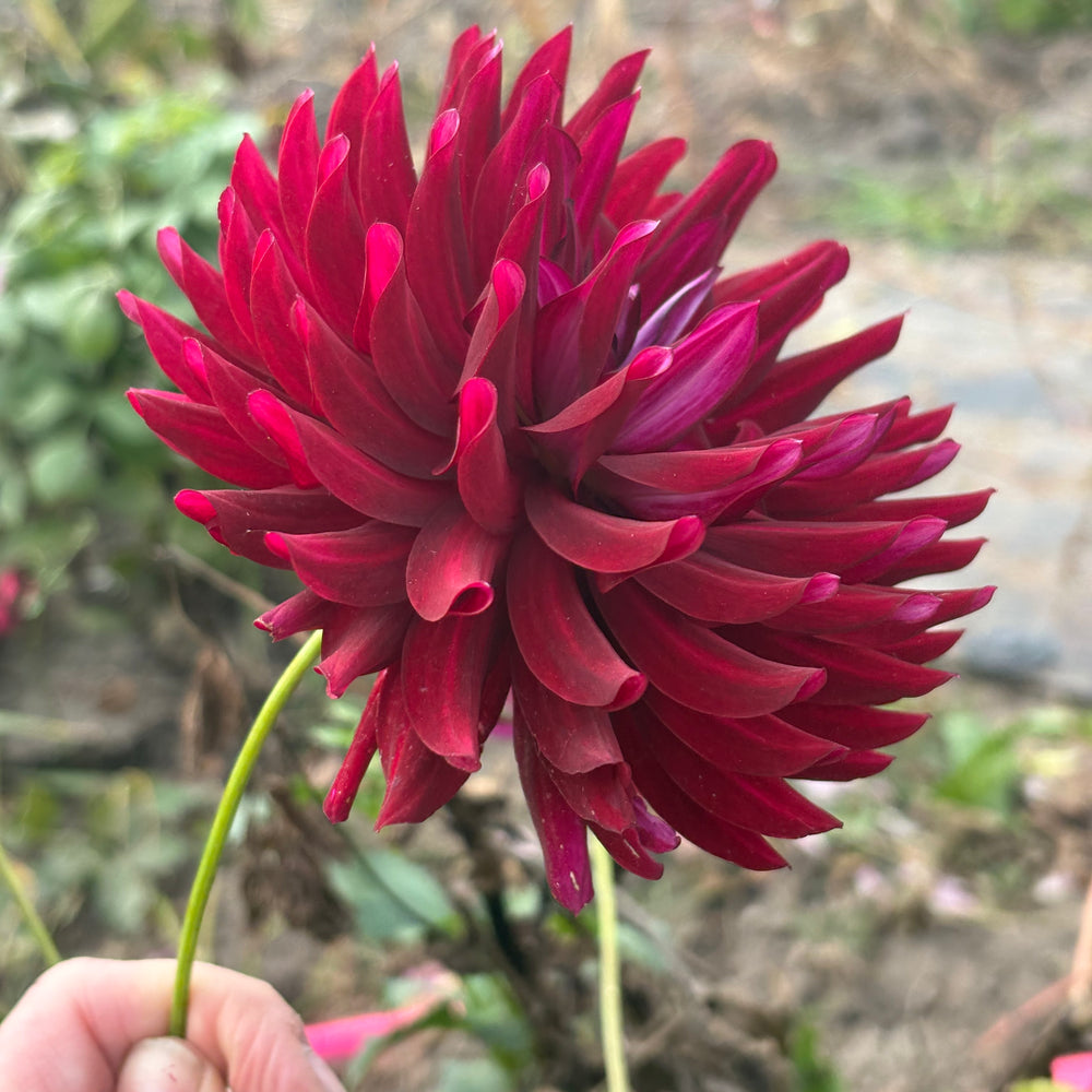 Hollyhill Black Beauty dahlia grown by Petrolia Bloom Co. in Petrolia, Ontario