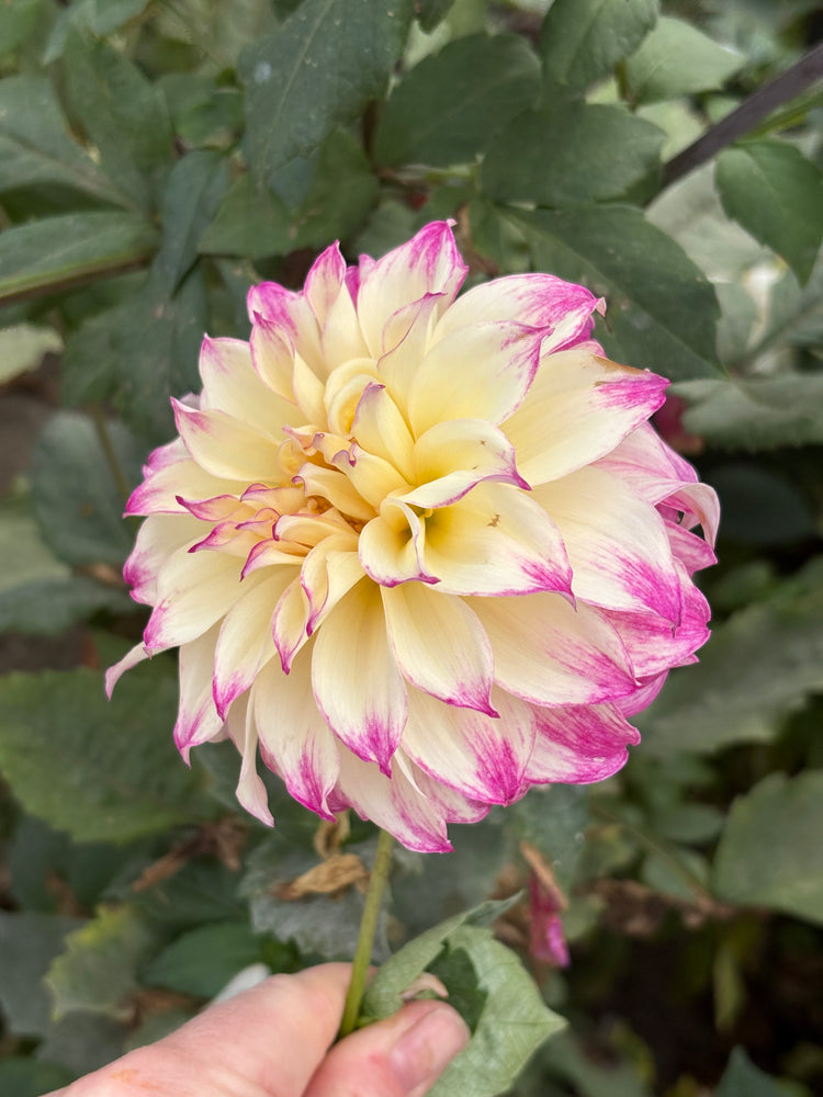 AC Darci dahlia grown by Petrolia Bloom Co. in Petrolia, Ontario