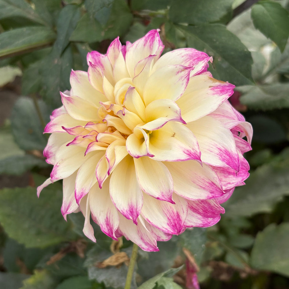 AC Darci dahlia grown by Petrolia Bloom Co. in Petrolia, Ontario
