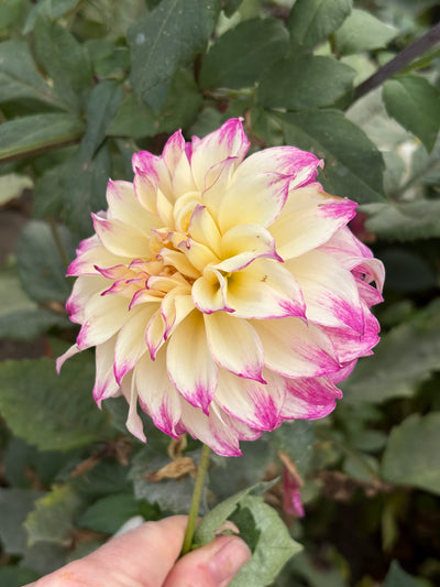 AC Darci dahlia grown by Petrolia Bloom Co. in Petrolia, Ontario