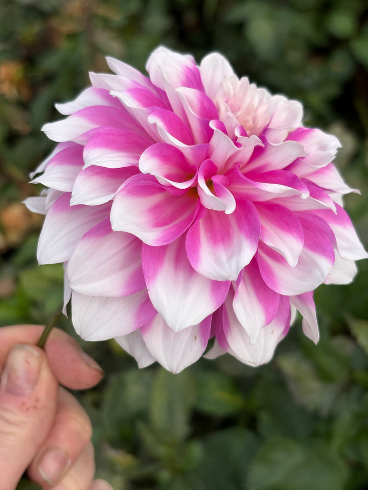 AC Walt dahlia grown by Petrolia Bloom Co. in Petrolia, Ontario