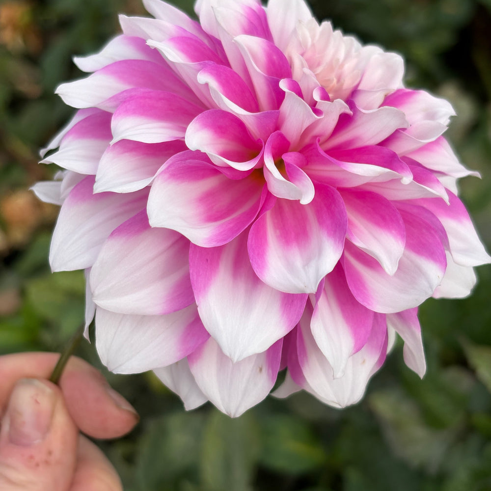AC Walt dahlia grown by Petrolia Bloom Co. in Petrolia, Ontario