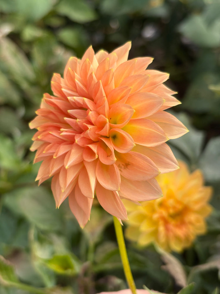 Lee's James dahlia grown by Petrolia Bloom Co. in Petrolia, Ontario