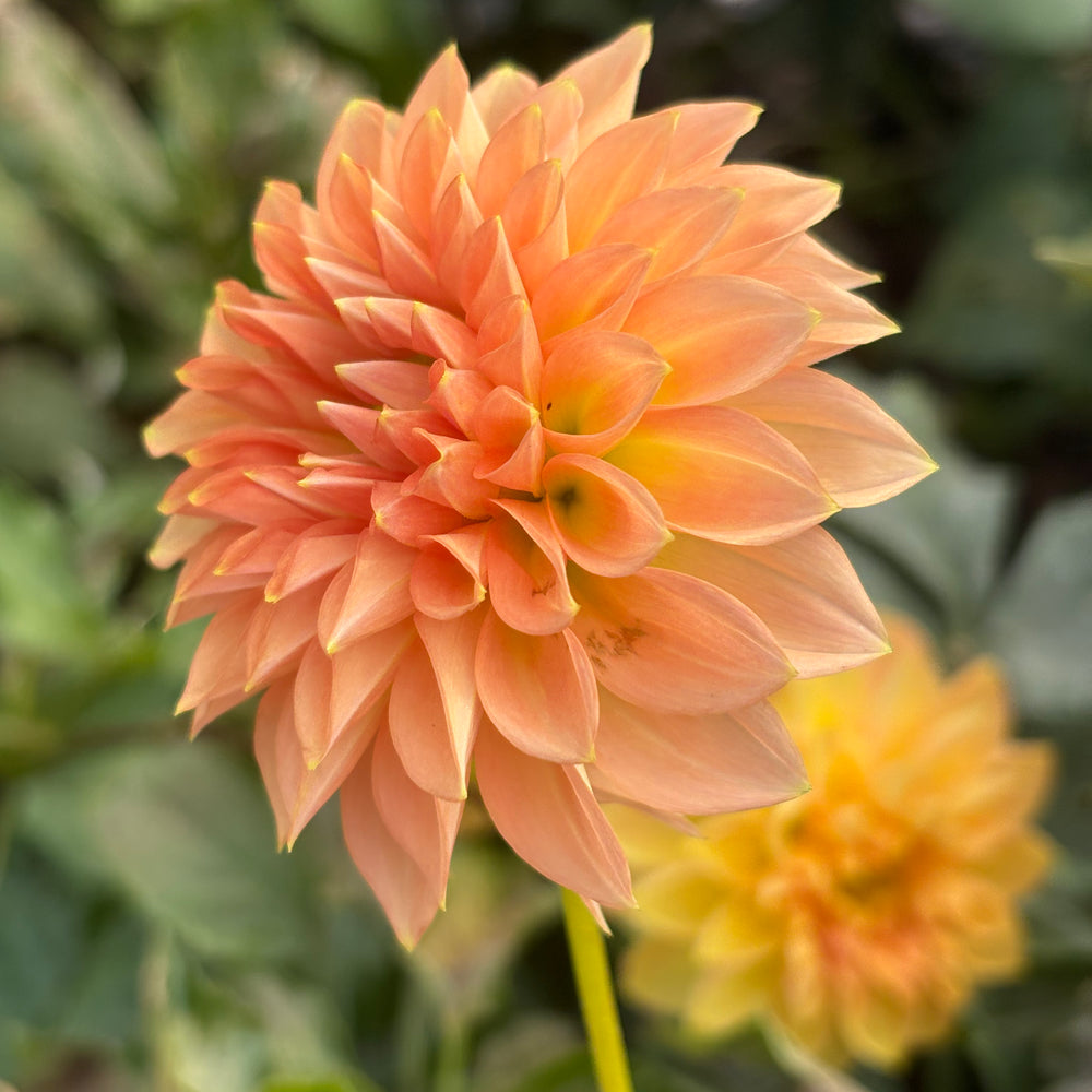 Lee's James dahlia grown by Petrolia Bloom Co. in Petrolia, Ontario