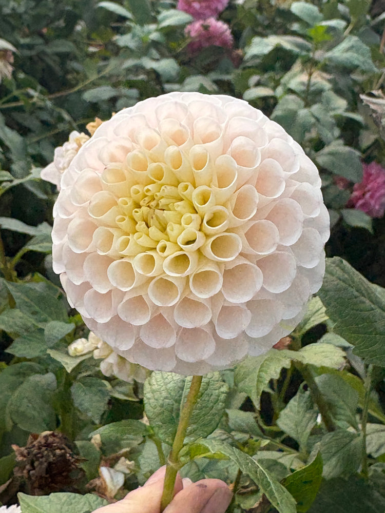 Irish D Porter dahlia grown by Petrolia Bloom Co. in Petrolia, Ontario