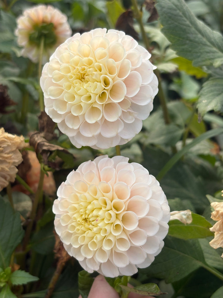 Irish D Porter dahlia grown by Petrolia Bloom Co. in Petrolia, Ontario