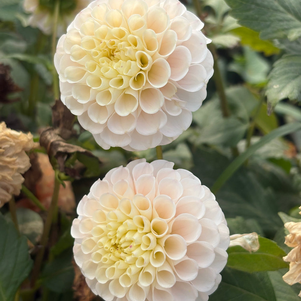 Irish D Porter dahlia grown by Petrolia Bloom Co. in Petrolia, Ontario