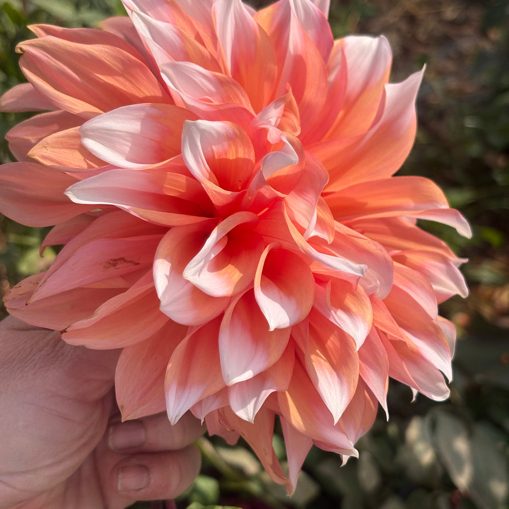 Holland Festival dahlia grown by Petrolia Bloom Co. in Petrolia, Ontario