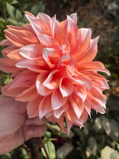 Holland Festival dahlia grown by Petrolia Bloom Co. in Petrolia, Ontario
