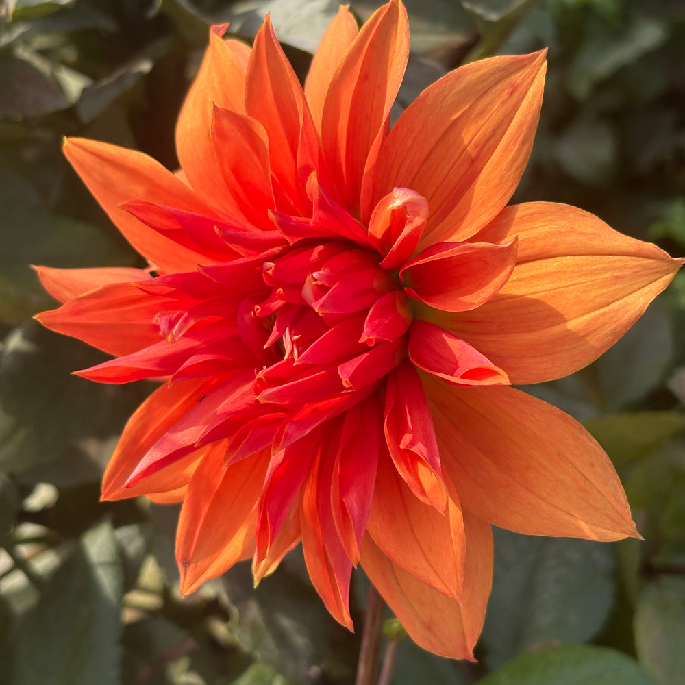 Babylon Bronze dahlia grown by Petrolia Bloom Co. in Petrolia, Ontario