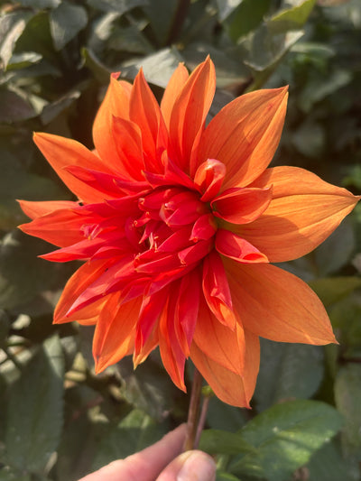 Babylon Bronze dahlia grown by Petrolia Bloom Co. in Petrolia, Ontario