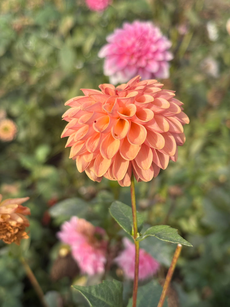 Levi's Fiery Plum dahlia grown by Petrolia Bloom Co. in Petrolia, Ontario