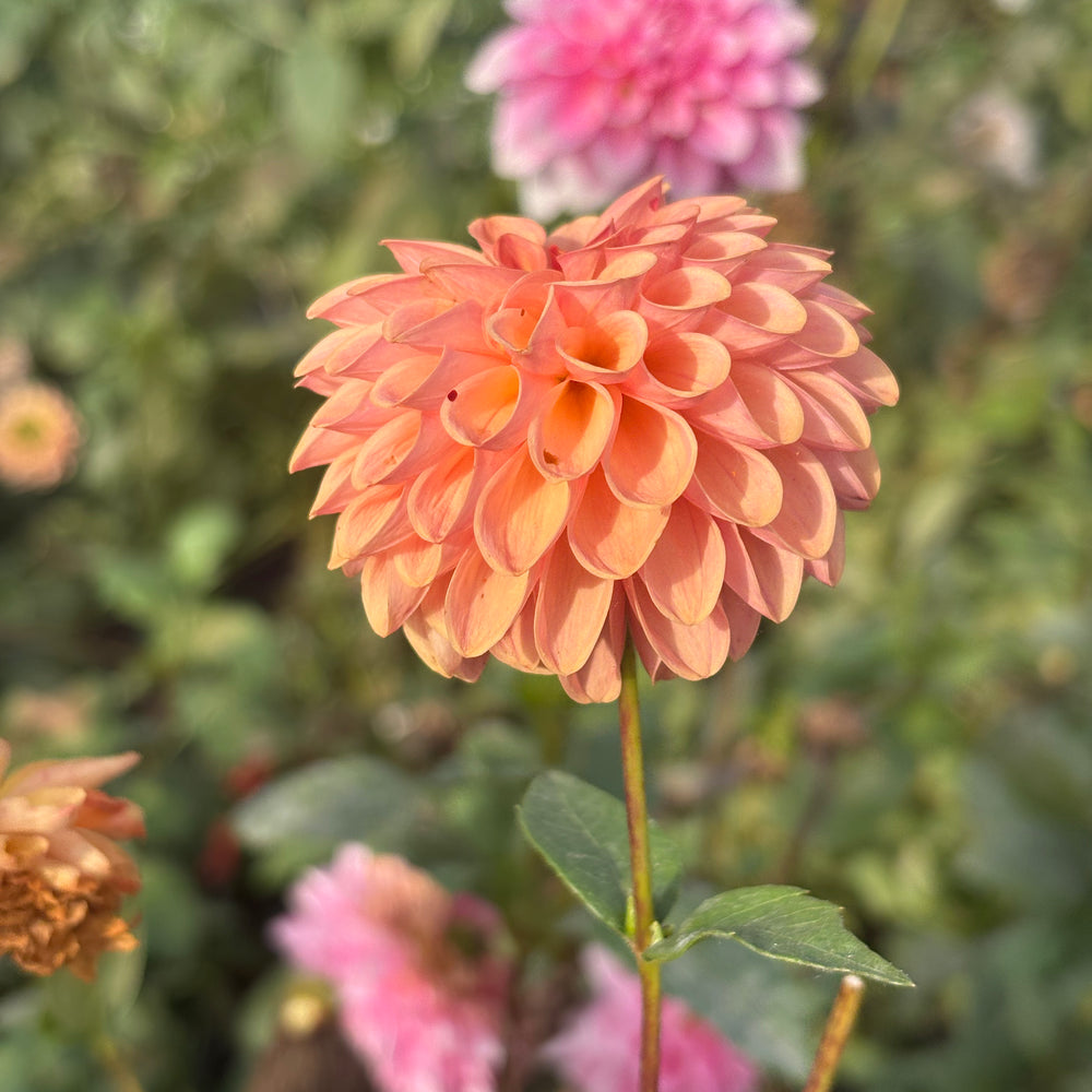 Levi's Fiery Plum dahlia grown by Petrolia Bloom Co. in Petrolia, Ontario