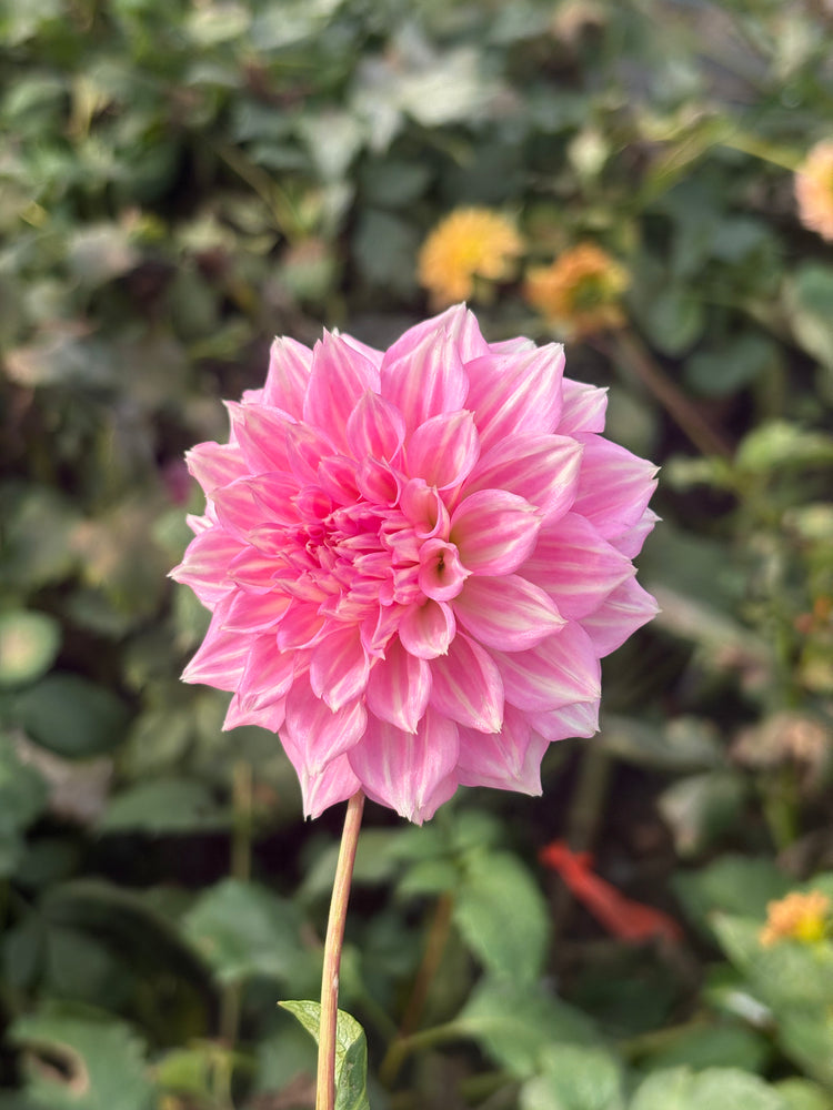 Lee's Sweet Tooth dahlia grown by Petrolia Bloom Co. in Petrolia, Ontario