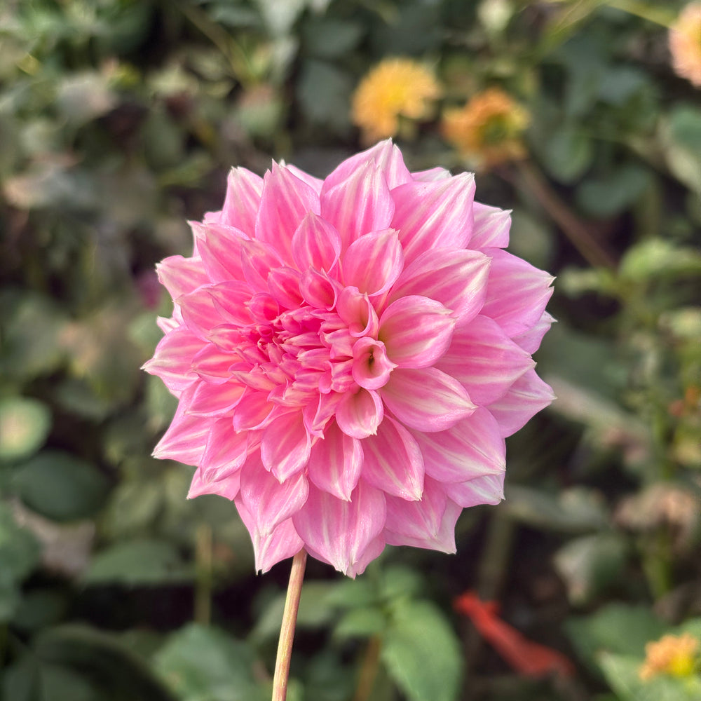 Lee's Sweet Tooth dahlia grown by Petrolia Bloom Co. in Petrolia, Ontario
