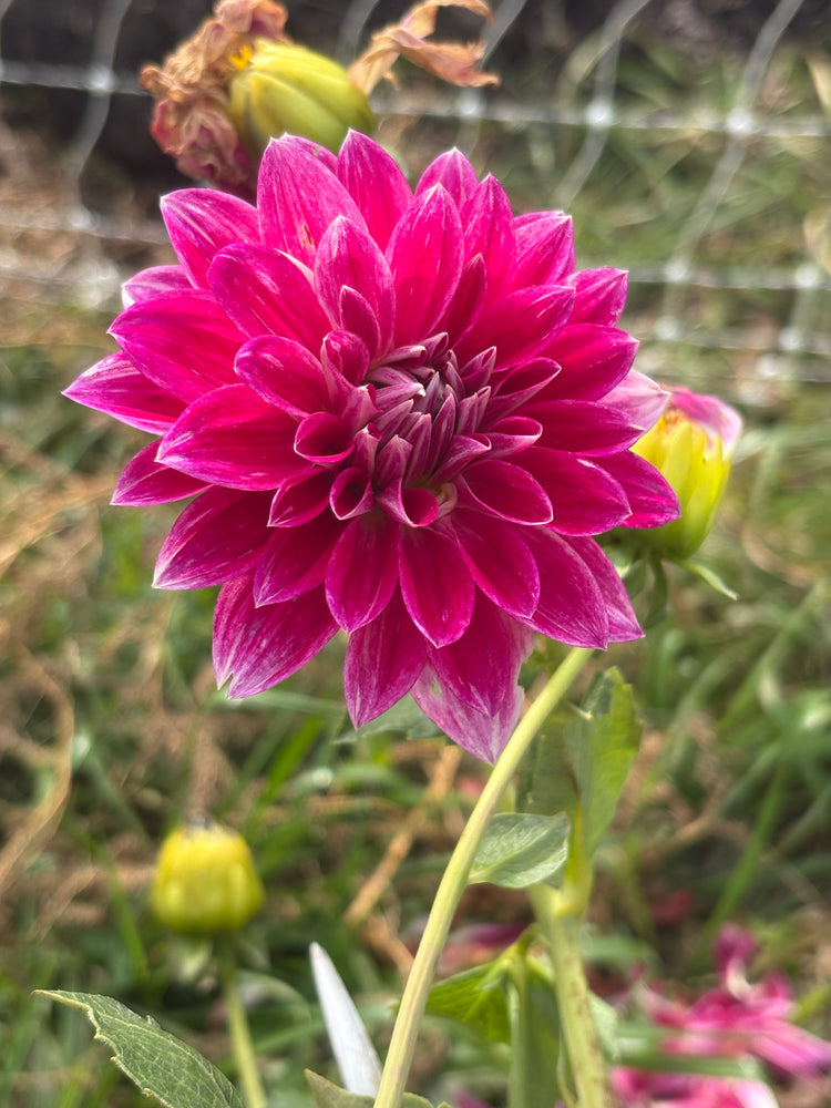 Hollyhill Renoir dahlia grown by Petrolia Bloom Co. in Petrolia, Ontario