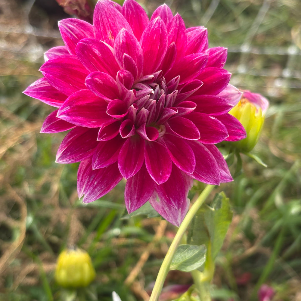 Hollyhill Renoir dahlia grown by Petrolia Bloom Co. in Petrolia, Ontario