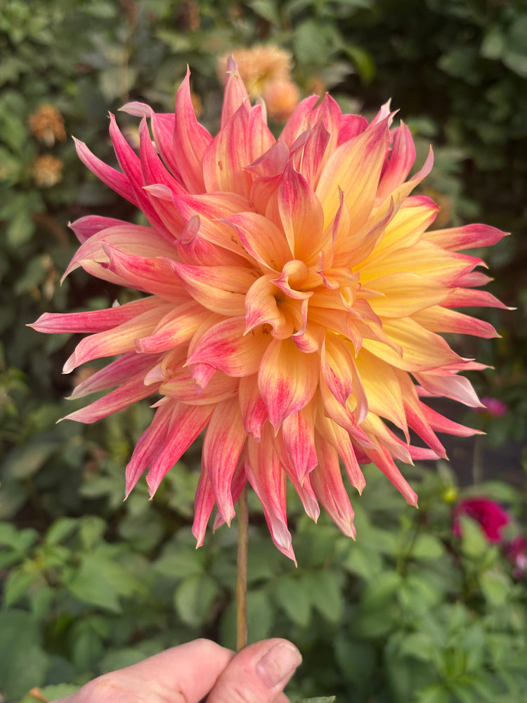 Hollyhill PDX Sunset dahlia grown by Petrolia Bloom Co. in Petrolia, Ontario