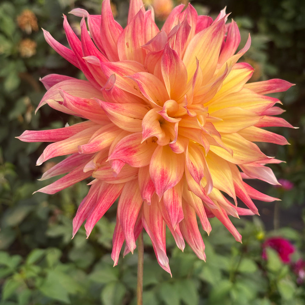 Hollyhill PDX Sunset dahlia grown by Petrolia Bloom Co. in Petrolia, Ontario