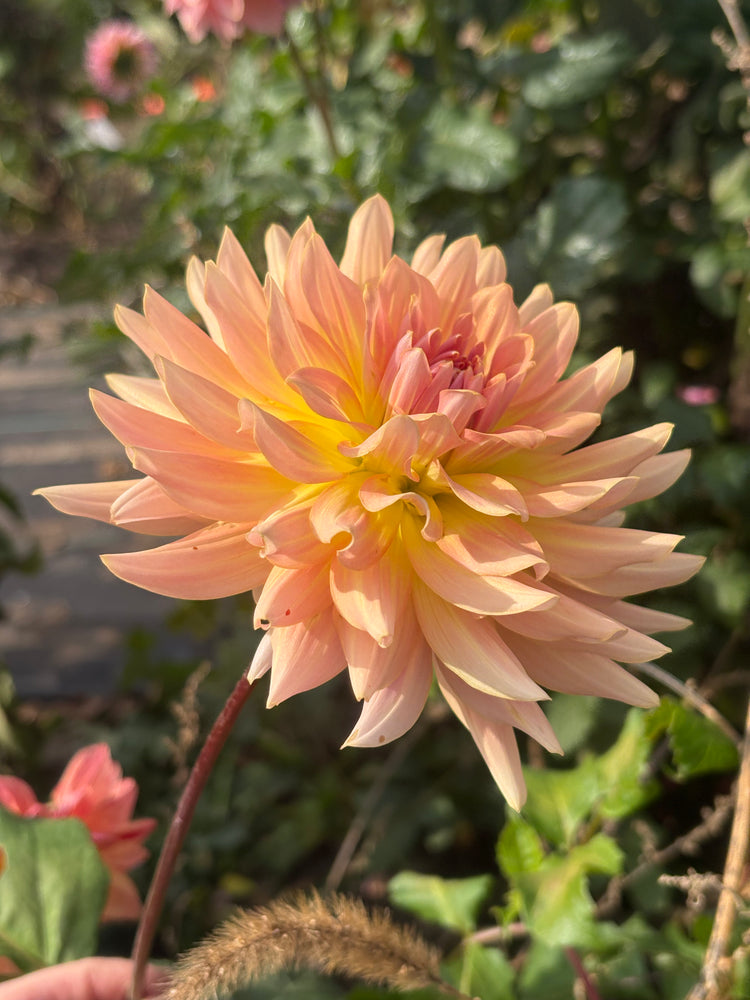 Dreamcatcher dahlia grown by Petrolia Bloom Co. in Petrolia, Ontario